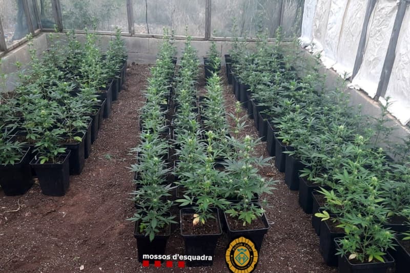 Plantació de marihuana al municipi de Vandellòs i l’Hospitalet de l’Infant (Baix Camp), octubre 2022