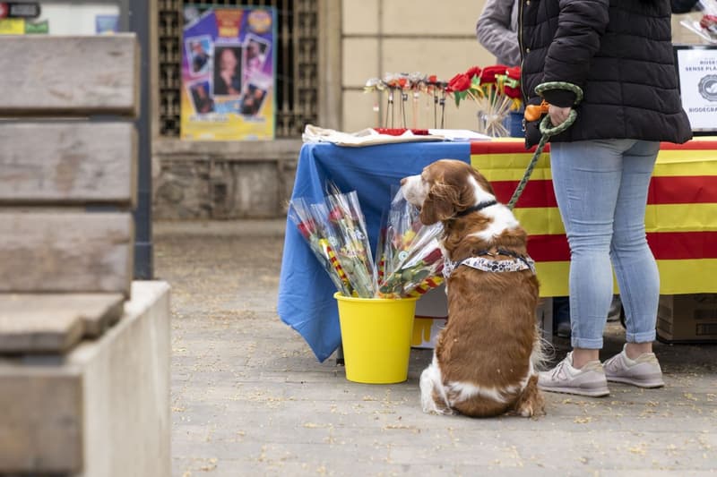 Una mujer con un perro compra unas rosas a una parada|puesto de Sant Jordi