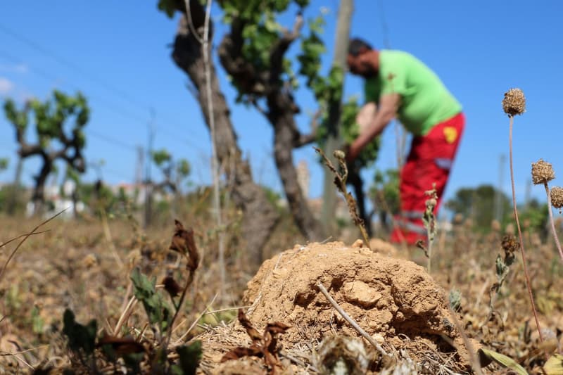 Imagen de una viña mientras un campesino trabaja en las cepas