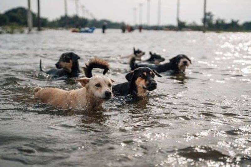 Uns gossos intenten fugir de la inundació causada per l'explosió de la presa
