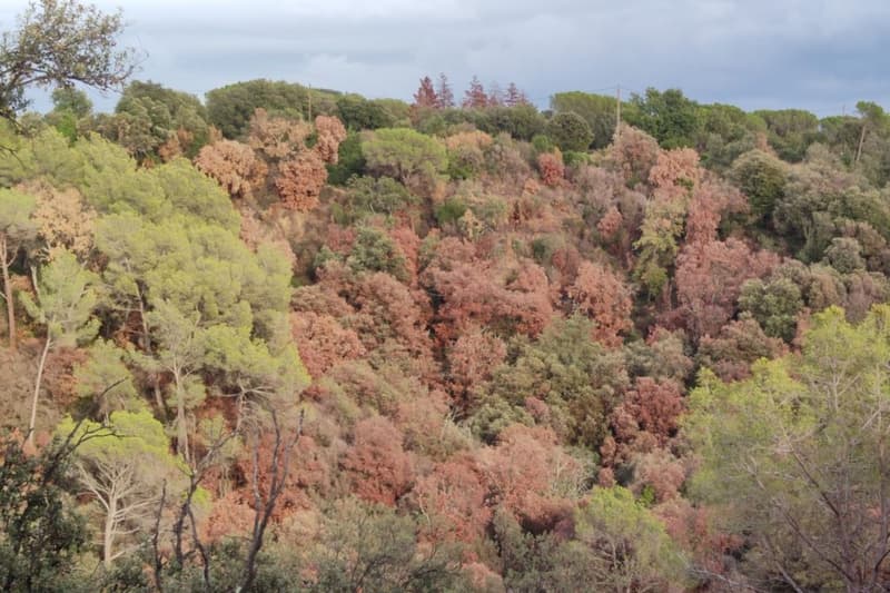 Un dels boscos amb gran quantitat d'arbres marrons afectats per la sequera