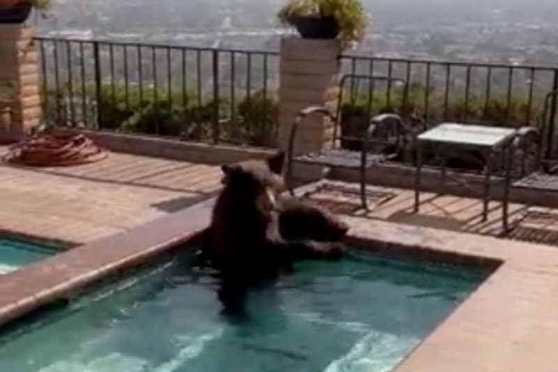 Un hueso|oso remojándose en el jacuzzi de una casa de California