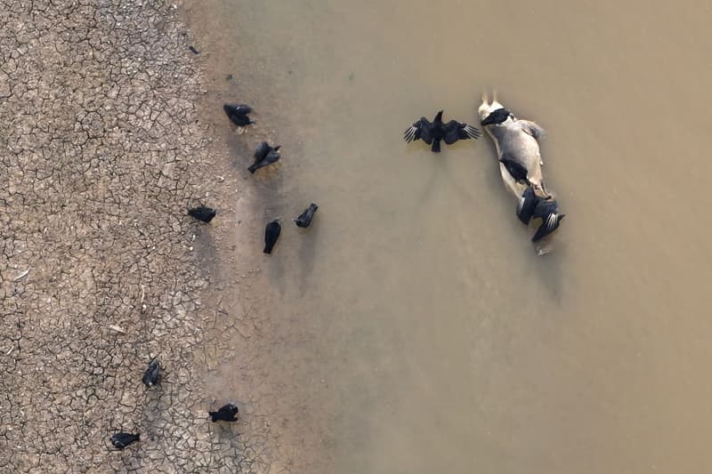 Un dels més 120 dofins que s'han trobat morts
