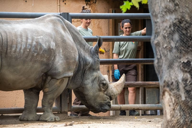 Pedro, el rinoceronte blanco del Zoo de Barcelona