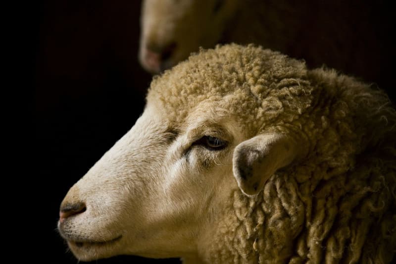 La oveja es uno de los animales que sufre el sacrificio halal y kosher