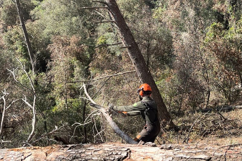 Treballs de retirada d'arbres morts a causa de la sequera