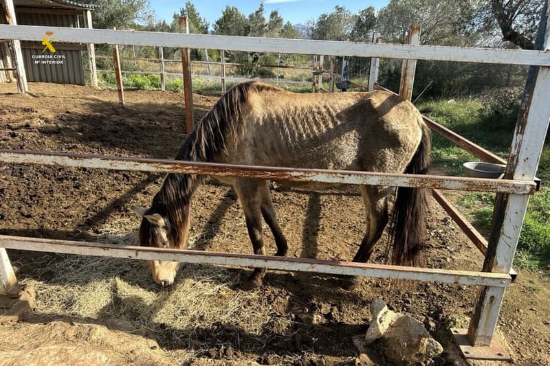 Uno de los caballos en mal estado de la finca de Perelló | Guardia Civil