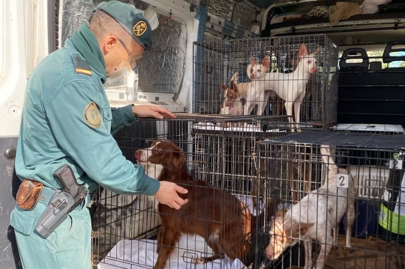 Un agent de la Guàrdia Civil amb els gossos rescatats | Guardia Civil