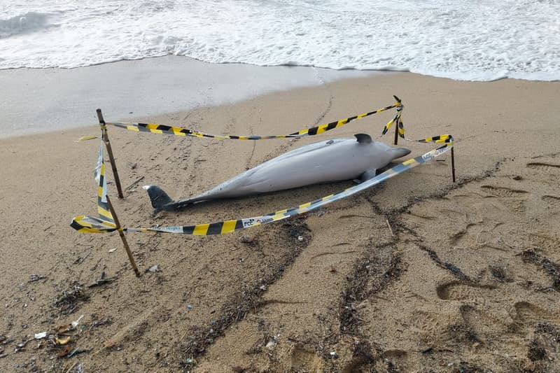 Aparece un delfín muerto en una playa de Badalona