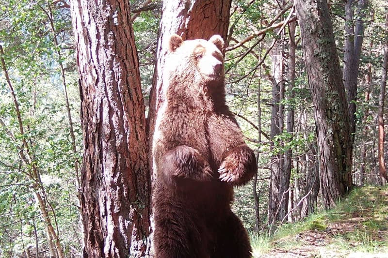 Exemplar d'ós bru captat amb les càmeres camuflades