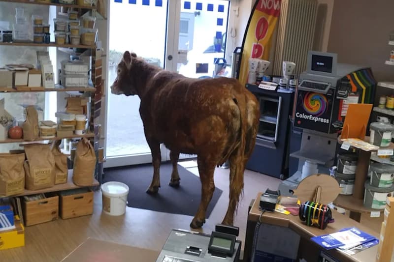 La vaca, refugiada a l'interior de la botiga